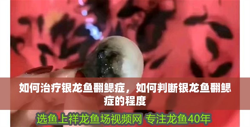 如何治療銀龍魚翻鰓癥，如何判斷銀龍魚翻鰓癥的程度