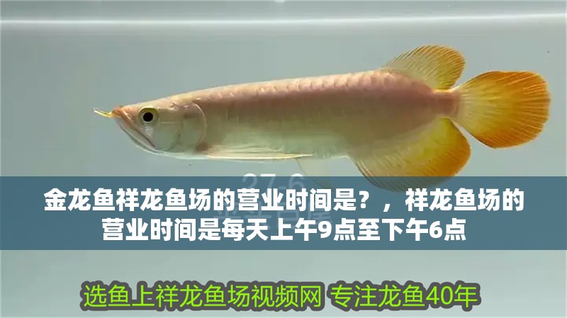金龍魚(yú)祥龍魚(yú)場(chǎng)的營(yíng)業(yè)時(shí)間是？，祥龍魚(yú)場(chǎng)的營(yíng)業(yè)時(shí)間是每天上午9點(diǎn)至下午6點(diǎn)