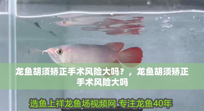龍魚胡須矯正手術(shù)風(fēng)險(xiǎn)大嗎？，龍魚胡須矯正手術(shù)風(fēng)險(xiǎn)大嗎