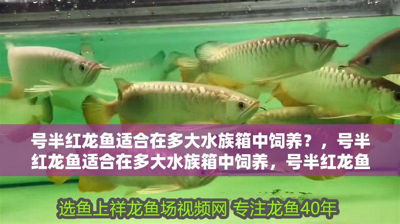 號半紅龍魚適合在多大水族箱中飼養？，號半紅龍魚適合在多大水族箱中飼養，號半紅龍魚飼養參數清單