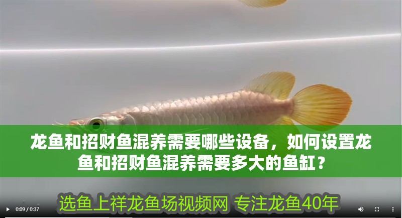 龍魚和招財魚混養需要哪些設備，如何設置龍魚和招財魚混養需要多大的魚缸？