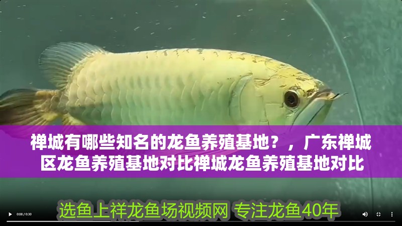禪城有哪些知名的龍魚養(yǎng)殖基地？，廣東禪城區(qū)龍魚養(yǎng)殖基地對比禪城龍魚養(yǎng)殖基地對比