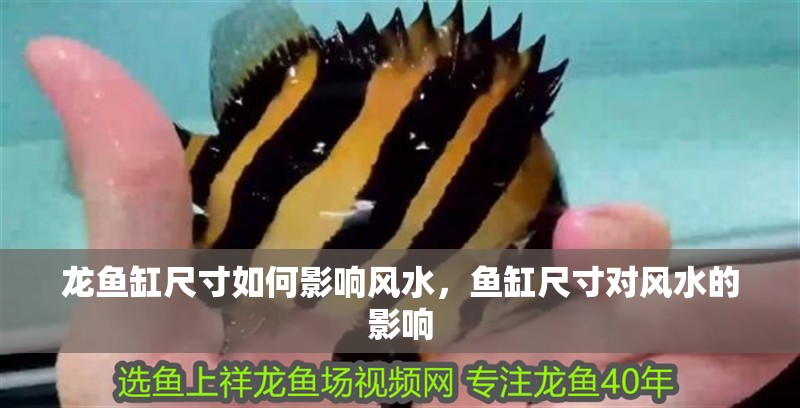 龍魚缸尺寸如何影響風水，魚缸尺寸對風水的影響