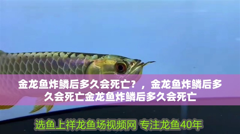 金龍魚炸鱗后多久會死亡?,金龍魚炸鱗后多久會死亡金龍魚炸鱗后多久會死亡