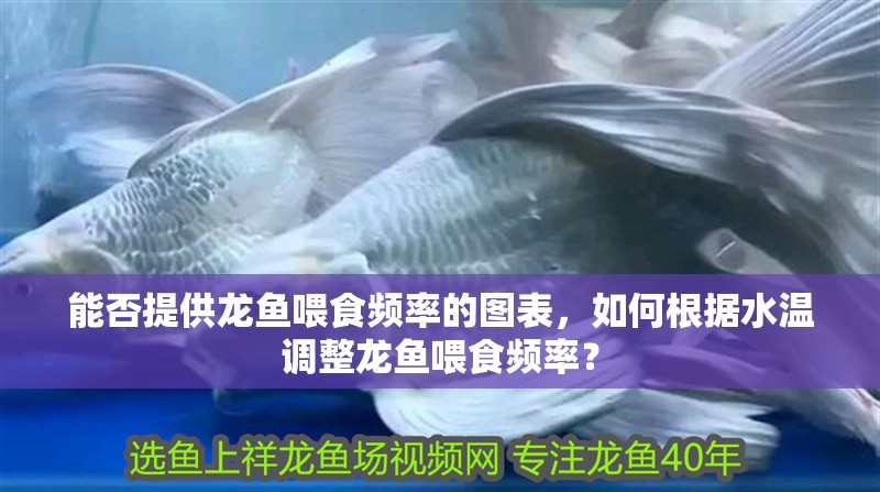 能否提供龍魚喂食頻率的圖表，如何根據(jù)水溫調(diào)整龍魚喂食頻率？