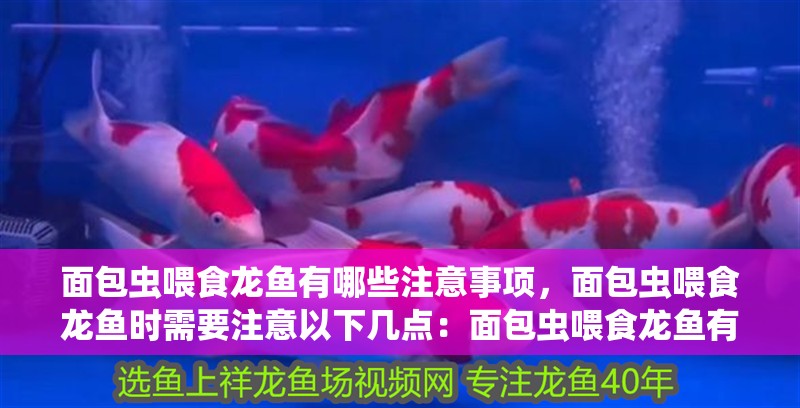 面包蟲喂食龍魚有哪些注意事項,面包蟲喂食龍魚時需要注意以下幾點:面包蟲喂食龍魚有哪些誤區(qū)
