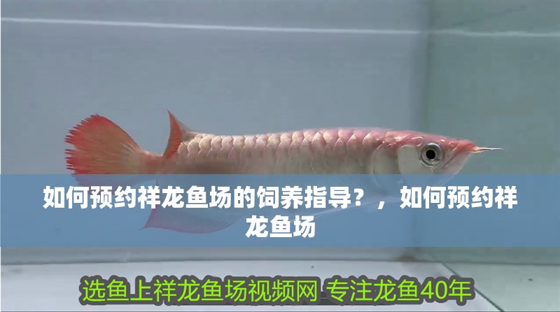 如何預約祥龍魚場的飼養(yǎng)指導？，如何預約祥龍魚場