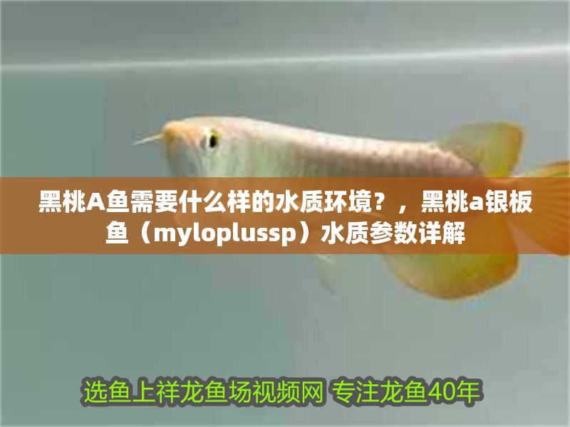 黑桃A魚需要什么樣的水質環境？，黑桃a銀板魚（myloplussp）水質參數詳解