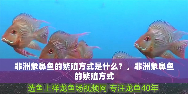 非洲象鼻魚(yú)的繁殖方式是什么？，非洲象鼻魚(yú)的繁殖方式