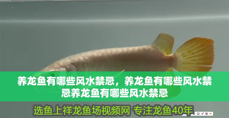 養龍魚有哪些風水禁忌,養龍魚有哪些風水禁忌養龍魚有哪些風水禁忌