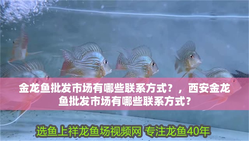 金龍魚批發(fā)市場有哪些聯(lián)系方式？，西安金龍魚批發(fā)市場有哪些聯(lián)系方式？