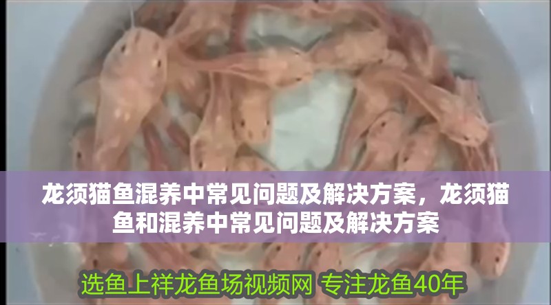 龍須貓魚混養中常見問題及解決方案，龍須貓魚和混養中常見問題及解決方案