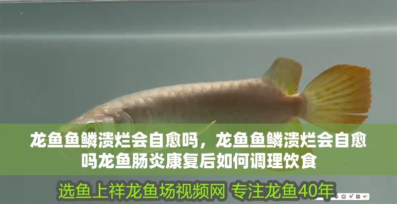 龍魚魚鱗潰爛會自愈嗎，龍魚魚鱗潰爛會自愈嗎龍魚腸炎康復(fù)后如何調(diào)理飲食