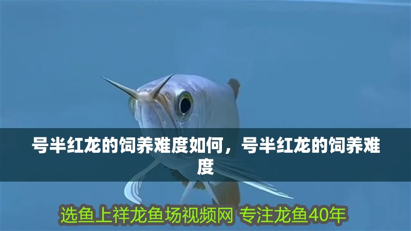 號半紅龍的飼養(yǎng)難度如何,號半紅龍的飼養(yǎng)難度
