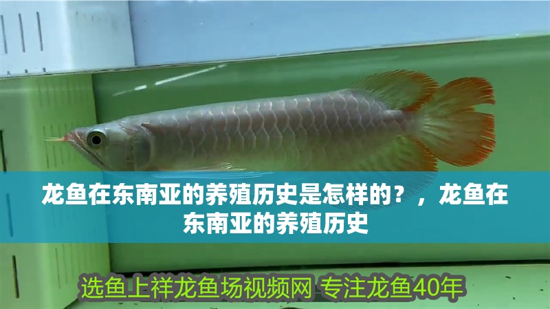 龍魚在東南亞的養(yǎng)殖歷史是怎樣的？，龍魚在東南亞的養(yǎng)殖歷史