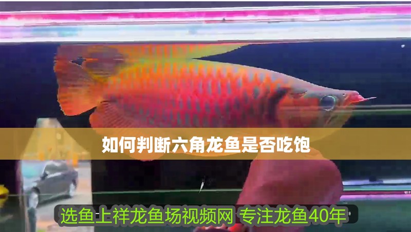 如何判斷六角龍魚是否吃飽