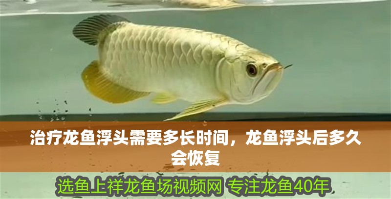 治療龍魚浮頭需要多長時間，龍魚浮頭后多久會恢復