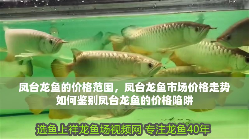 鳳臺(tái)龍魚(yú)的價(jià)格范圍，鳳臺(tái)龍魚(yú)市場(chǎng)價(jià)格走勢(shì)如何鑒別鳳臺(tái)龍魚(yú)的價(jià)格陷阱