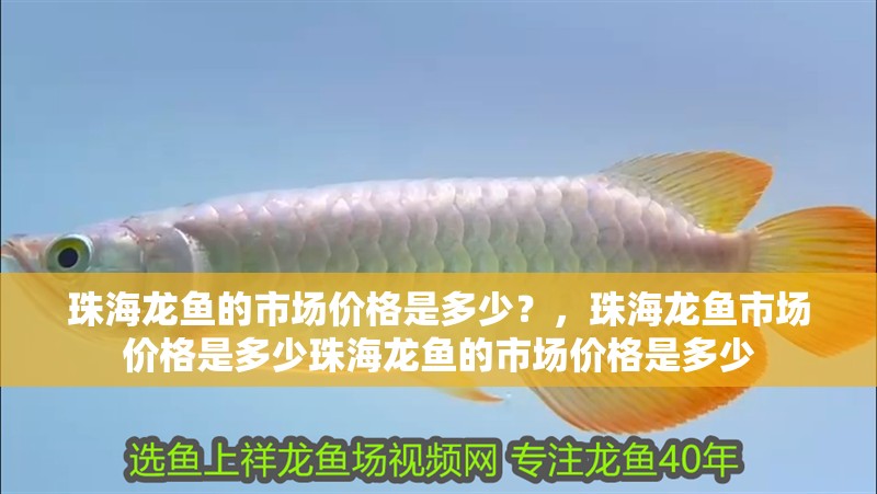 珠海龍魚的市場(chǎng)價(jià)格是多少？，珠海龍魚市場(chǎng)價(jià)格是多少珠海龍魚的市場(chǎng)價(jià)格是多少