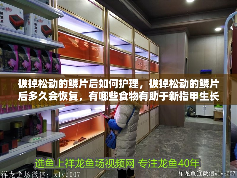拔掉松動的鱗片后如何護理，拔掉松動的鱗片后多久會恢復，有哪些食物有助于新指甲生長
