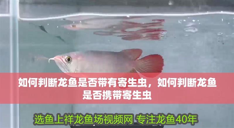 如何判斷龍魚是否帶有寄生蟲，如何判斷龍魚是否攜帶寄生蟲
