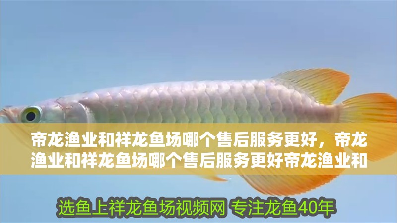 帝龍漁業和祥龍魚場哪個售后服務更好，帝龍漁業和祥龍魚場哪個售后服務更好帝龍漁業和祥龍魚場哪個更好