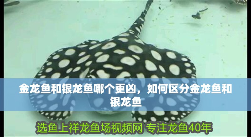 金龍魚和銀龍魚哪個更兇，如何區分金龍魚和銀龍魚