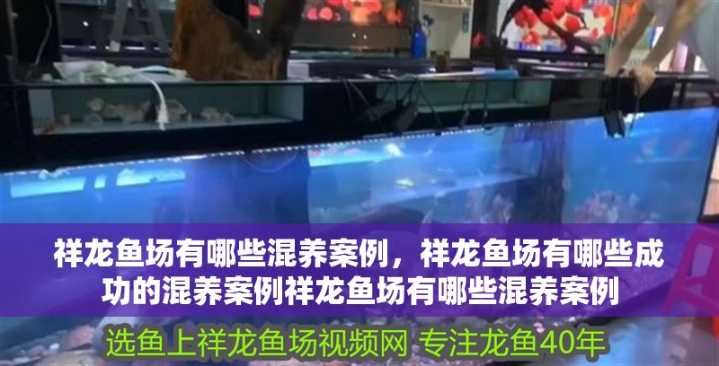祥龍魚場有哪些混養(yǎng)案例，祥龍魚場有哪些成功的混養(yǎng)案例祥龍魚場有哪些混養(yǎng)案例