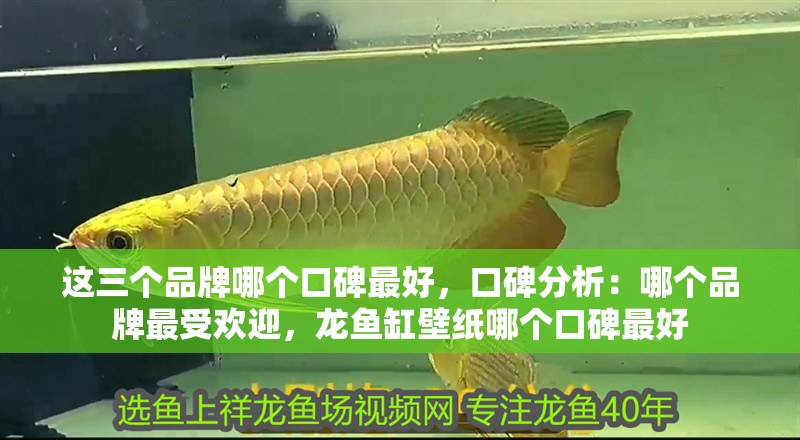 這三個(gè)品牌哪個(gè)口碑最好,口碑分析:哪個(gè)品牌最受歡迎,龍魚(yú)缸壁紙哪個(gè)口碑最好