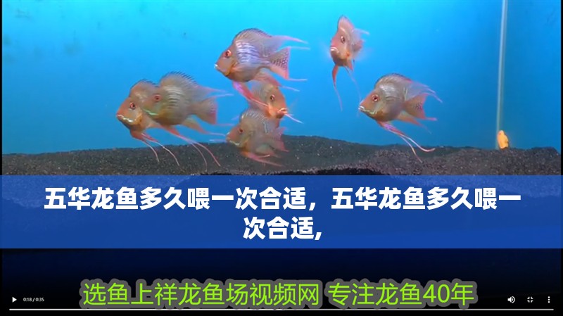 五華龍魚多久喂一次合適，五華龍魚多久喂一次合適,
