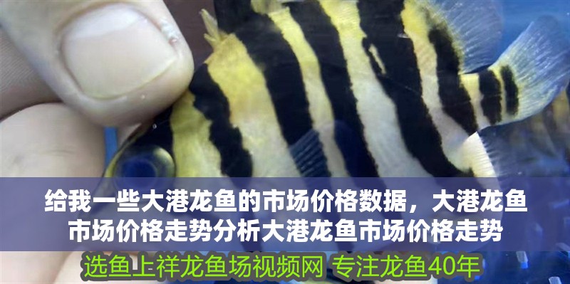 給我一些大港龍魚的市場價格數據，大港龍魚市場價格走勢分析大港龍魚市場價格走勢
