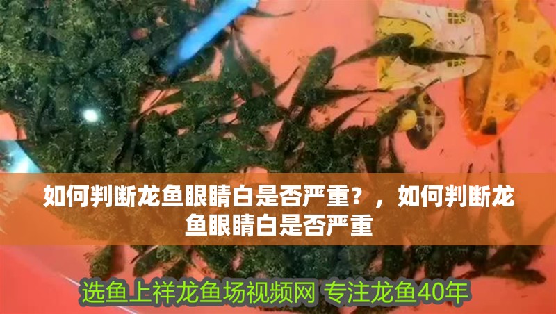 如何判斷龍魚眼睛白是否嚴重?,如何判斷龍魚眼睛白是否嚴重