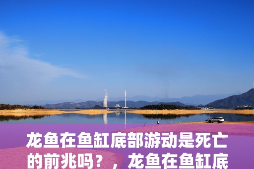 龍魚在魚缸底部游動是死亡的前兆嗎?,龍魚在魚缸底部游動不一定是死亡的前兆但確實可能是疾病前兆