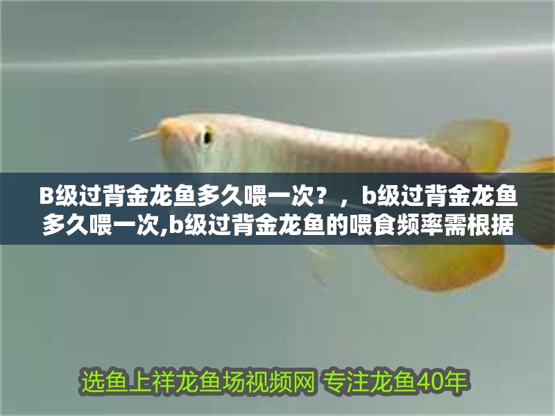 B級(jí)過(guò)背金龍魚(yú)多久喂一次？，b級(jí)過(guò)背金龍魚(yú)多久喂一次,b級(jí)過(guò)背金龍魚(yú)的喂食頻率需根據(jù)其生長(zhǎng)階段、體型大小和健康狀態(tài)科學(xué)調(diào)整