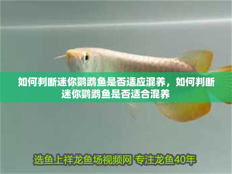 如何判斷迷你鸚鵡魚是否適應(yīng)混養(yǎng)，如何判斷迷你鸚鵡魚是否適合混養(yǎng)