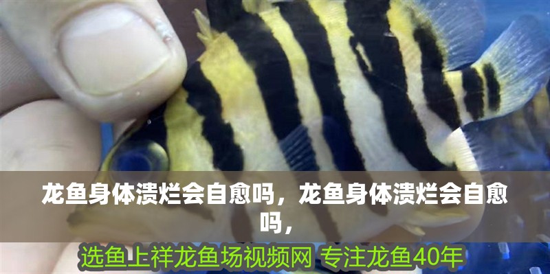 龍魚(yú)身體潰爛會(huì)自愈嗎，龍魚(yú)身體潰爛會(huì)自愈嗎，