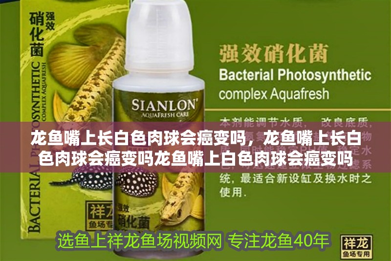 龍魚嘴上長(zhǎng)白色肉球會(huì)癌變嗎，龍魚嘴上長(zhǎng)白色肉球會(huì)癌變嗎龍魚嘴上白色肉球會(huì)癌變嗎