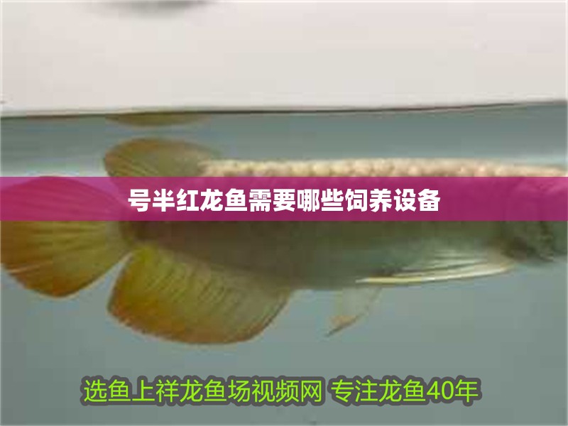 號半紅龍魚需要哪些飼養設備