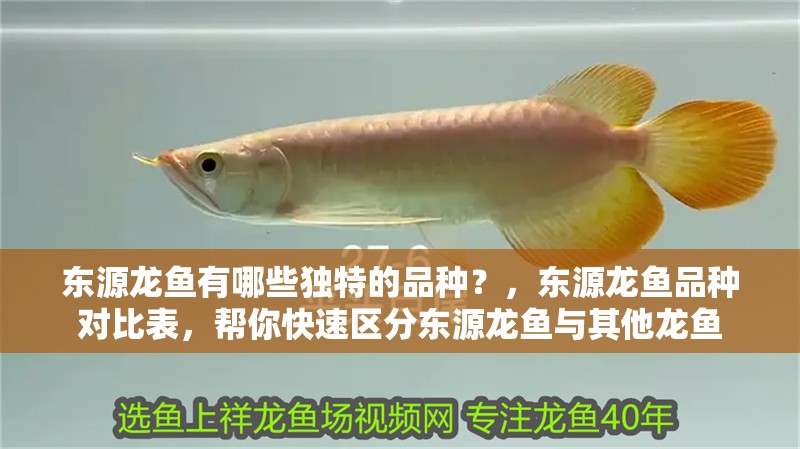 東源龍魚有哪些獨特的品種？，東源龍魚品種對比表，幫你快速區分東源龍魚與其他龍魚