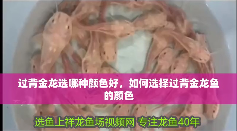 過背金龍選哪種顏色好，如何選擇過背金龍魚的顏色