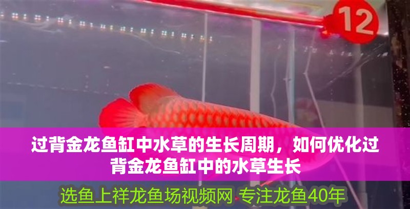 過背金龍魚缸中水草的生長周期，如何優化過背金龍魚缸中的水草生長