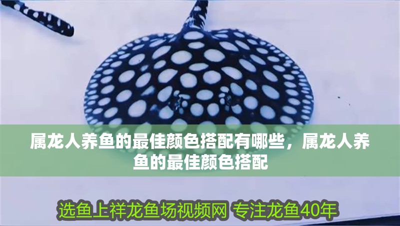 屬龍人養(yǎng)魚的最佳顏色搭配有哪些，屬龍人養(yǎng)魚的最佳顏色搭配