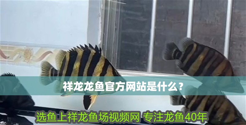 祥龍龍魚官方網站是什么?