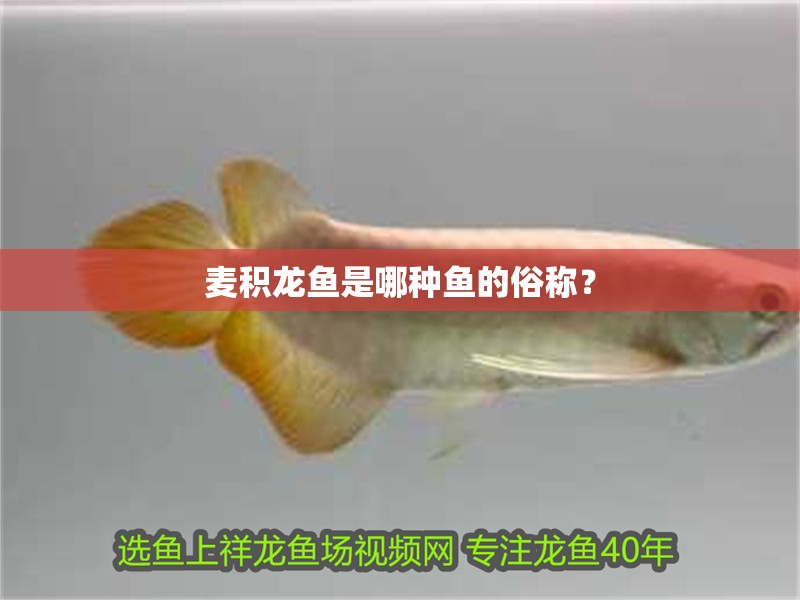麥積龍魚是哪種魚的俗稱?
