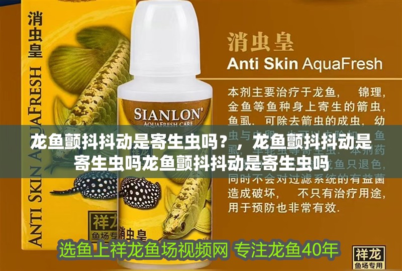 龍魚顫抖抖動是寄生蟲嗎?,龍魚顫抖抖動是寄生蟲嗎龍魚顫抖抖動是寄生蟲嗎
