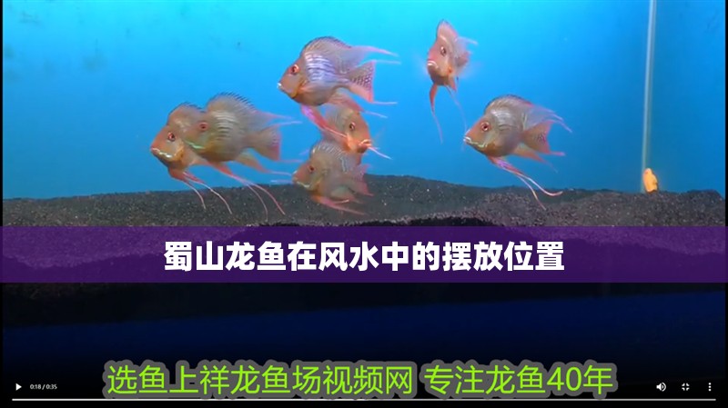 蜀山龍魚在風水中的擺放位置