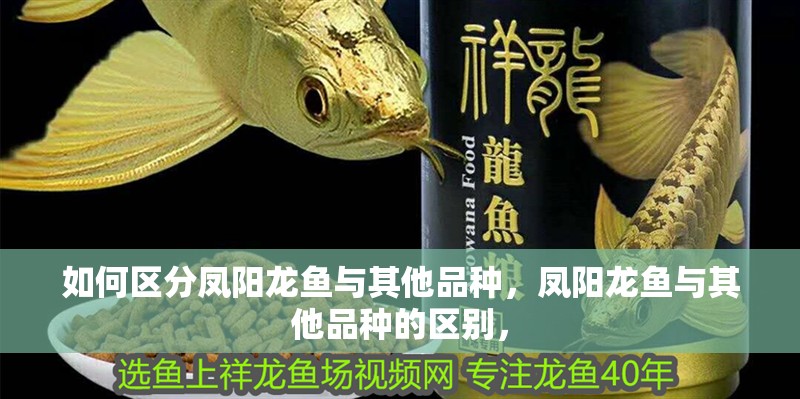 如何區分鳳陽龍魚與其他品種，鳳陽龍魚與其他品種的區別，