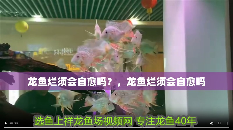龍魚爛須會自愈嗎？，龍魚爛須會自愈嗎