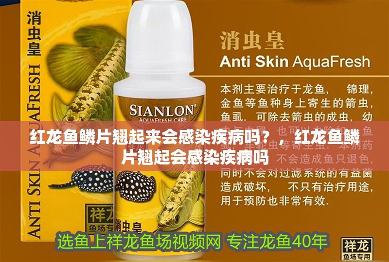 紅龍魚鱗片翹起來會(huì)感染疾病嗎？，紅龍魚鱗片翹起會(huì)感染疾病嗎