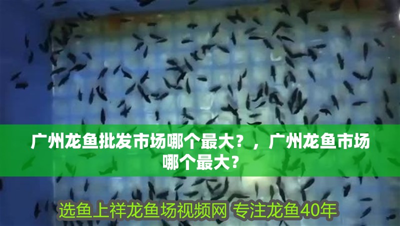 廣州龍魚批發(fā)市場哪個最大？，廣州龍魚市場哪個最大？